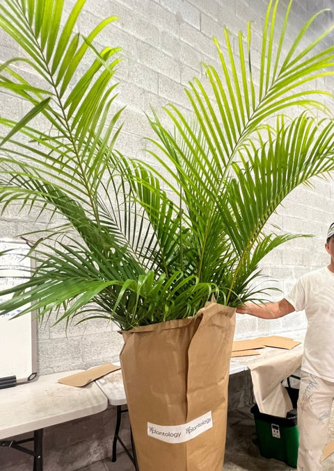 Areca Palm (Dypsis Lutescens) - PlantologyUSA - 3-4 Feet