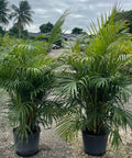 Areca Palm (Dypsis Lutescens) - PlantologyUSA - 5-6 feet