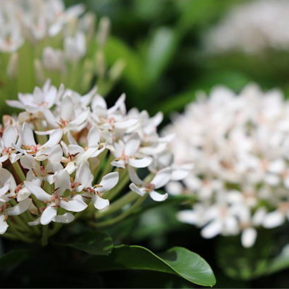 Asian Snow for Sale | PlantologyUSA.com – Plantology USA