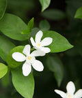 Asian Snow (Wrightia Antidysenteria) - PlantologyUSA - Medium