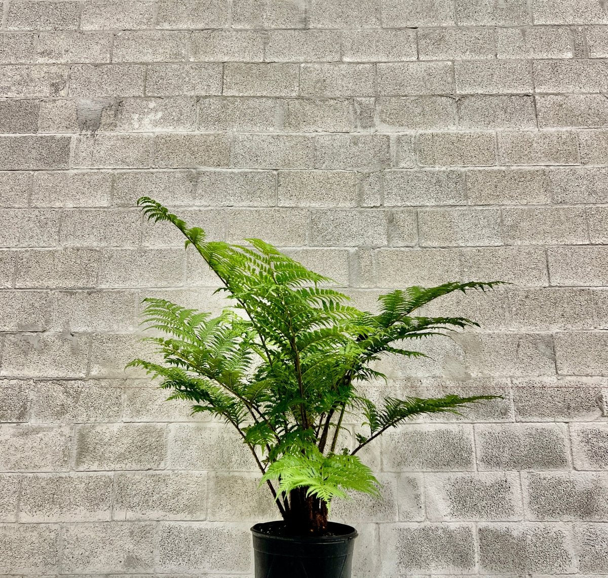 【Tree fern】 Wekiva Foliage Australian Tree Fern - Live Plant in a 10 in