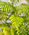 Australian Tree Fern - PlantologyUSA - 3 Gallon