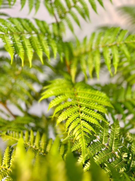 Australian Tree Fern