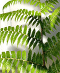 Australian Tree Fern - PlantologyUSA - 3 Gallon