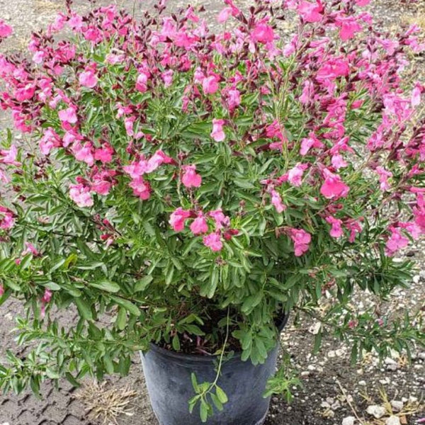 Autumn Sage (Salvia greggii)