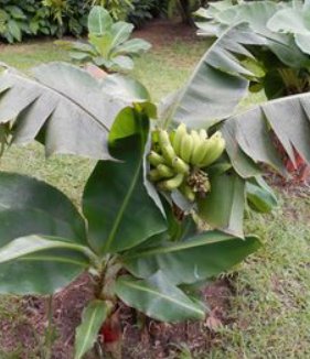 Banana Super Dwarf Cavendish (Musa acuminata 'Dwarf Cavendish') - PlantologyUSA - 2-3.5 feet