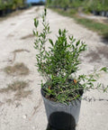 Beach Creeper (Ernodea littoralis) - PlantologyUSA - Small