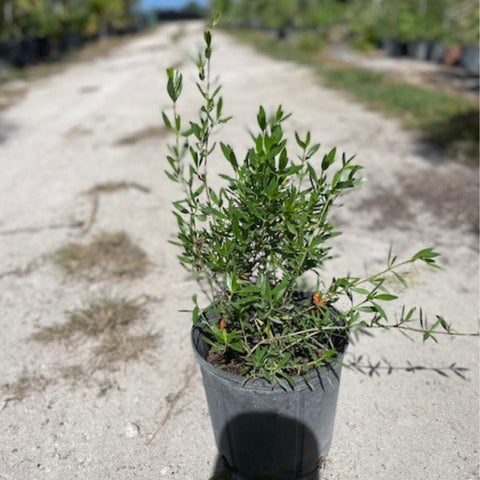 Beach Creeper (Ernodea littoralis) - PlantologyUSA - Small