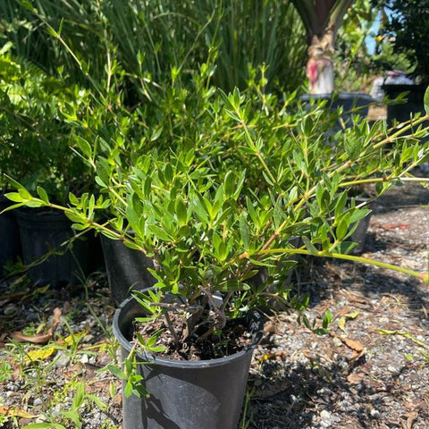 Beach Creeper (Ernodea littoralis) - PlantologyUSA - Small