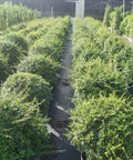 Bearberry Cotoneaster (Cotoneaster dammeri) - PlantologyUSA - 7 Gallon