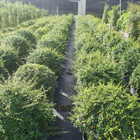 Bearberry Cotoneaster (Cotoneaster dammeri) - PlantologyUSA - 7 Gallon