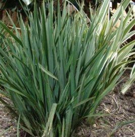 Becca Flax Lily (Dianella revoluta) - PlantologyUSA - Small 9-11"
