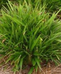 Becca Flax Lily (Dianella revoluta) - PlantologyUSA - Small 9-11"
