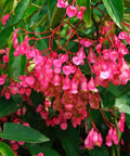 Begonia 'Angel Wing Pink' (Cane Begonia) - PlantologyUSA - 1-2 feet