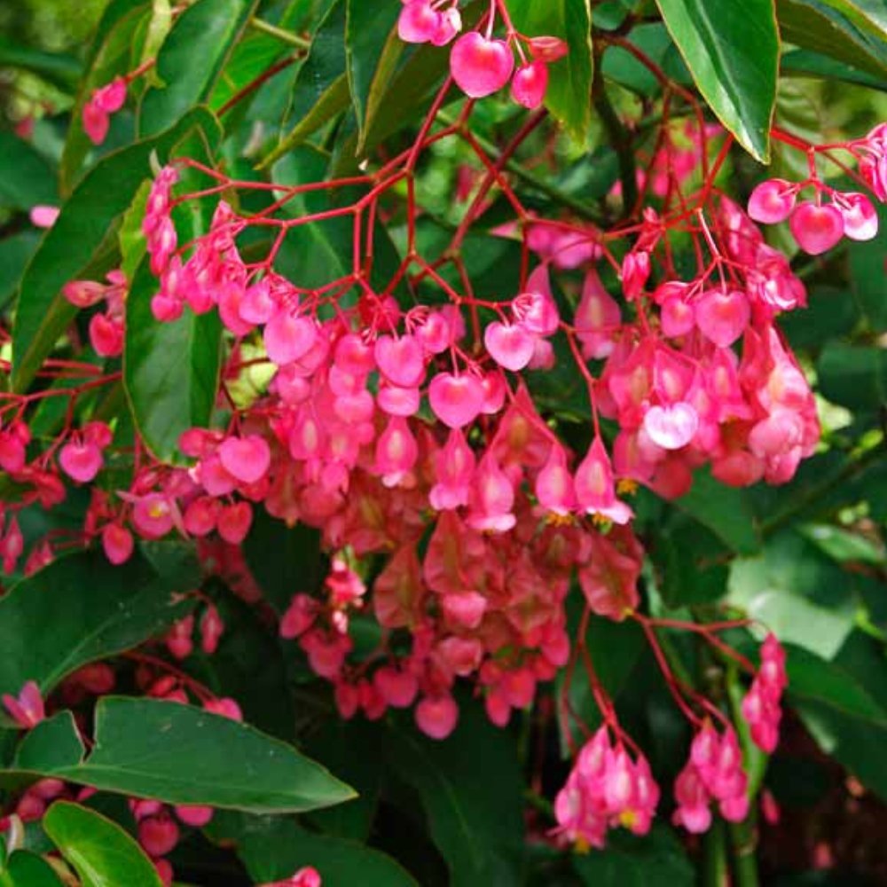 angel wing philodendron Begonia 'Angel Wing Pink' for Sale