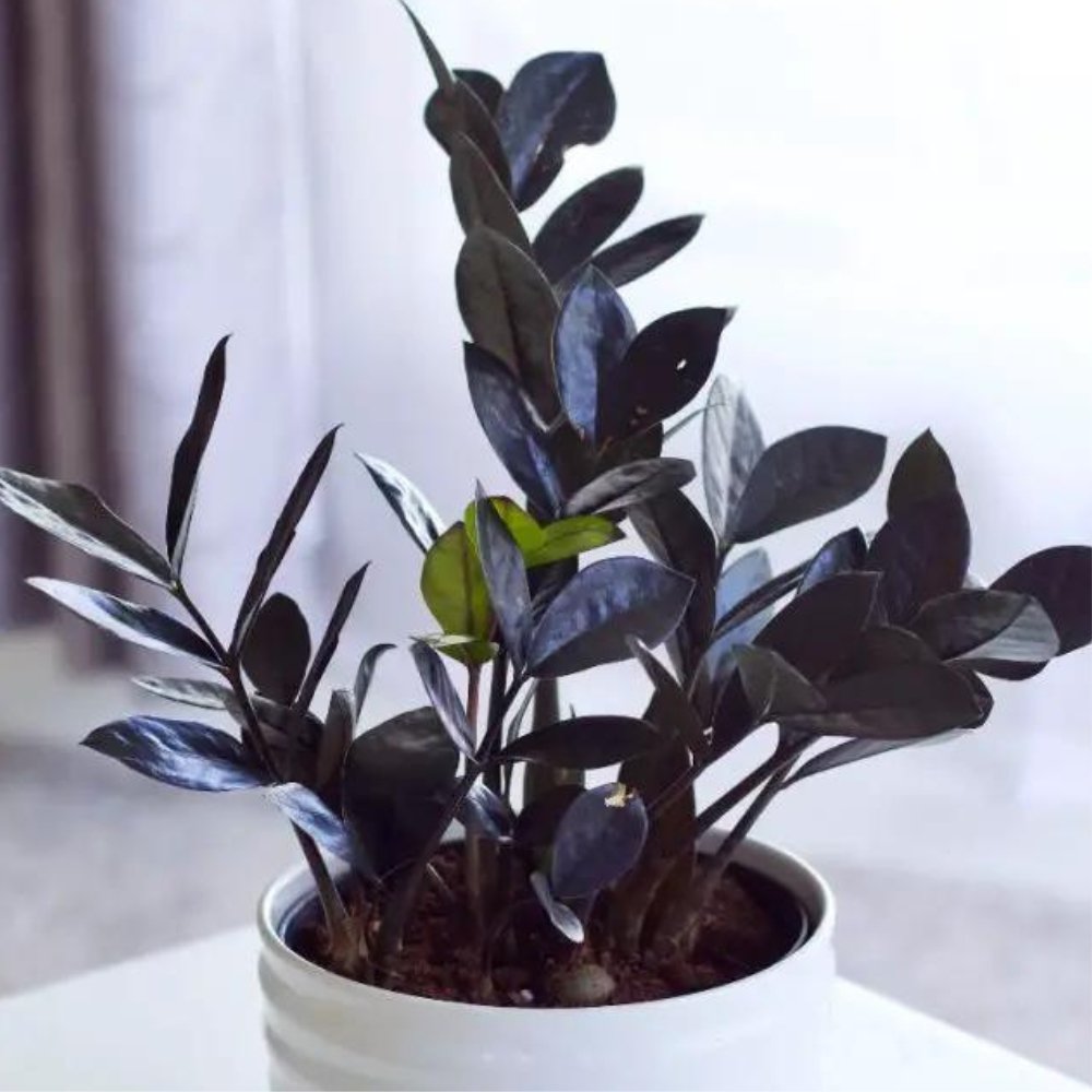 Black ZZ Plant for Sale | PlantologyUSA.com  Plantology USA