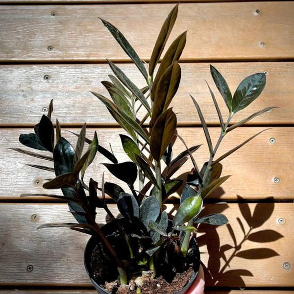 Black ZZ Plant (Zamioculcas Zamiifolia ‘Raven’)