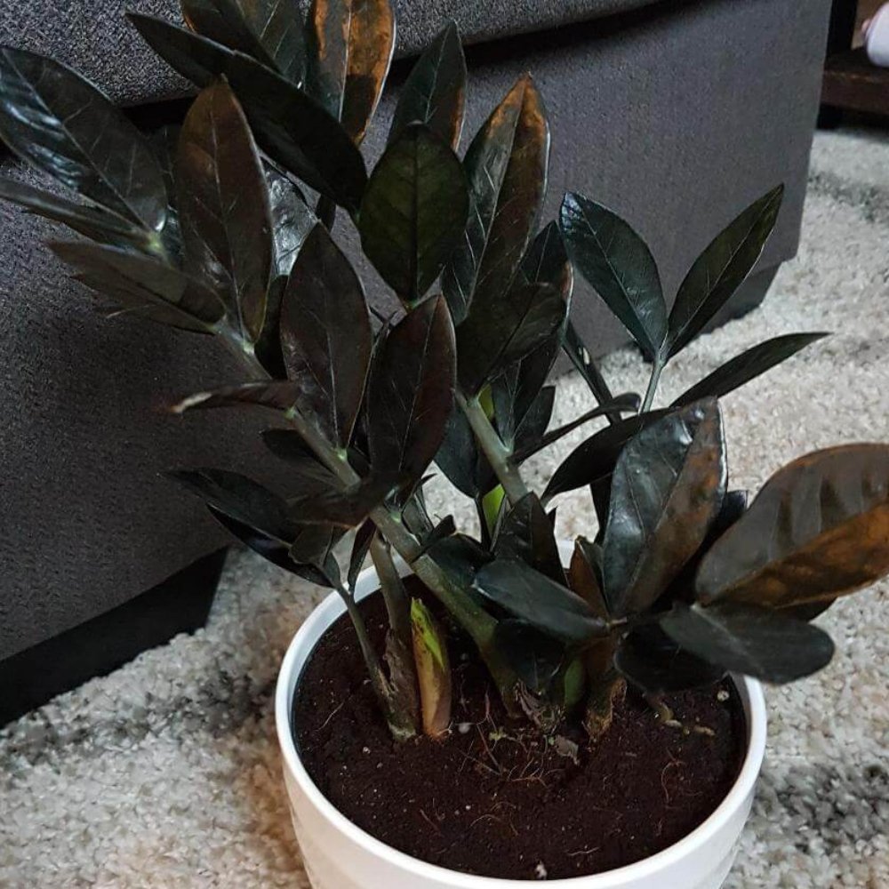 Black ZZ Plant for Sale