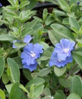 Blue Daze (Evolvulus nuttallianus) - PlantologyUSA - Small