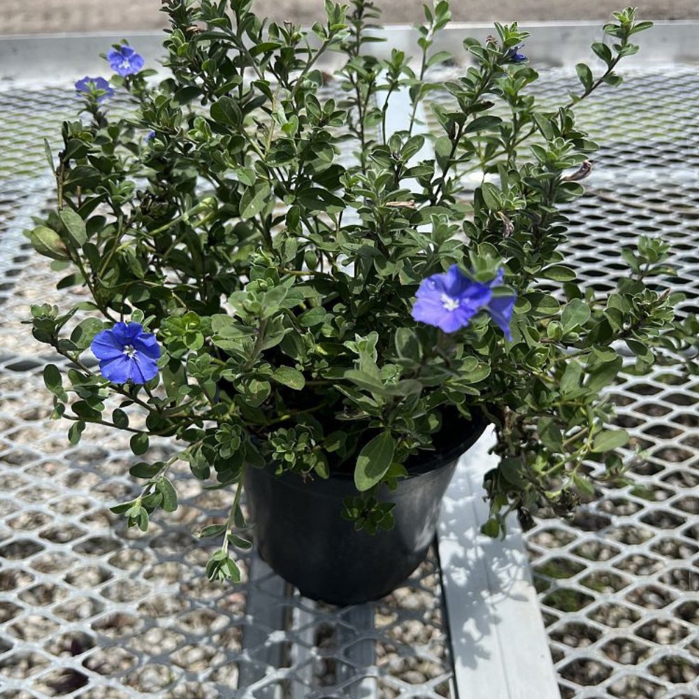 Blue Daze for Sale | PlantologyUSA.com – Plantology USA
