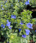 Blue Daze (Evolvulus nuttallianus) - PlantologyUSA - Small