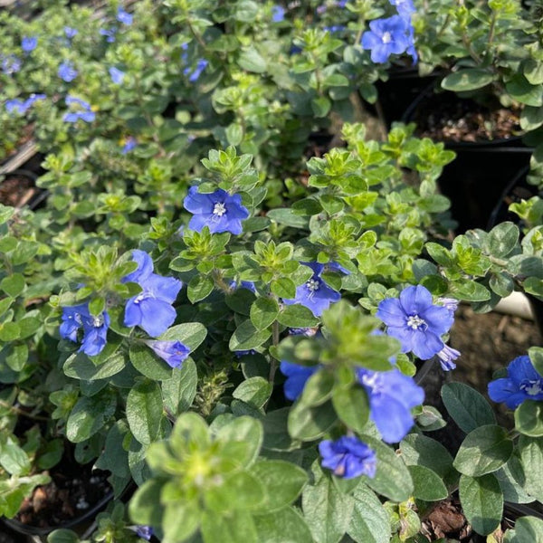 blue daze flower seeds Blue Daze for Sale