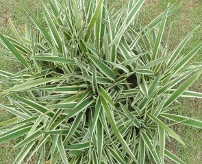 Blueberry Flax Lily (Dianella tasmanica) - PlantologyUSA - 3 gallon