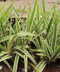 Blueberry Flax Lily (Dianella tasmanica) - PlantologyUSA - 3 gallon