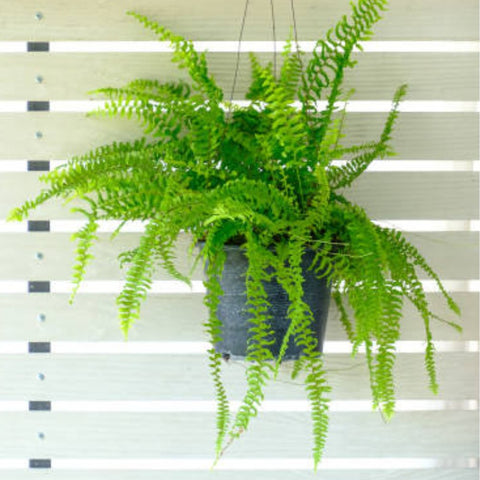 Boston Fern Hanging Basket (Nephrolepis Exaltata) - PlantologyUSA - 3 Gallon