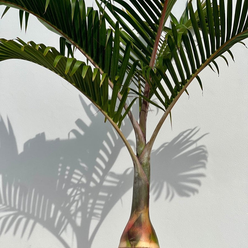 Bottle Palm (Hyophorbe lagenicaulis)