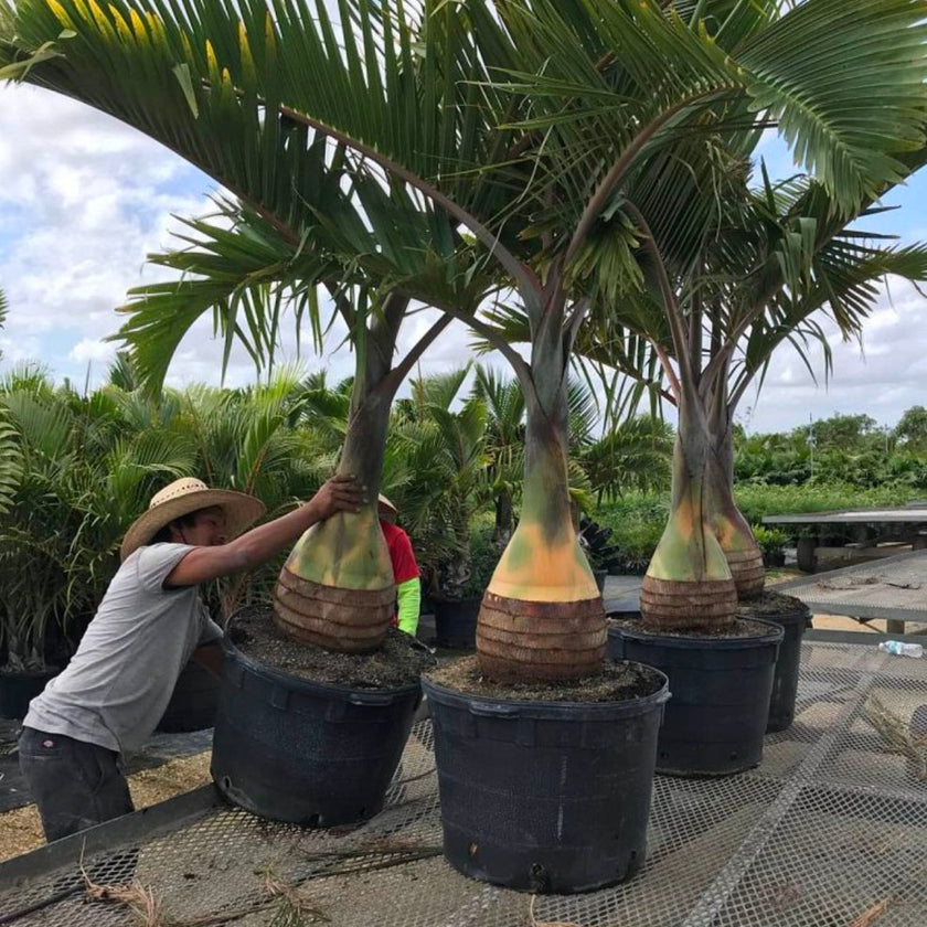 Bottle Palm for Sale Plantology USA