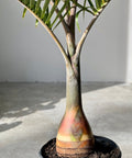 Bottle Palm (Hyophorbe lagenicaulis) - PlantologyUSA - 3 feet