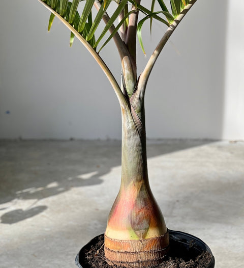 Bottle Palm (Hyophorbe lagenicaulis) - PlantologyUSA - 3 feet