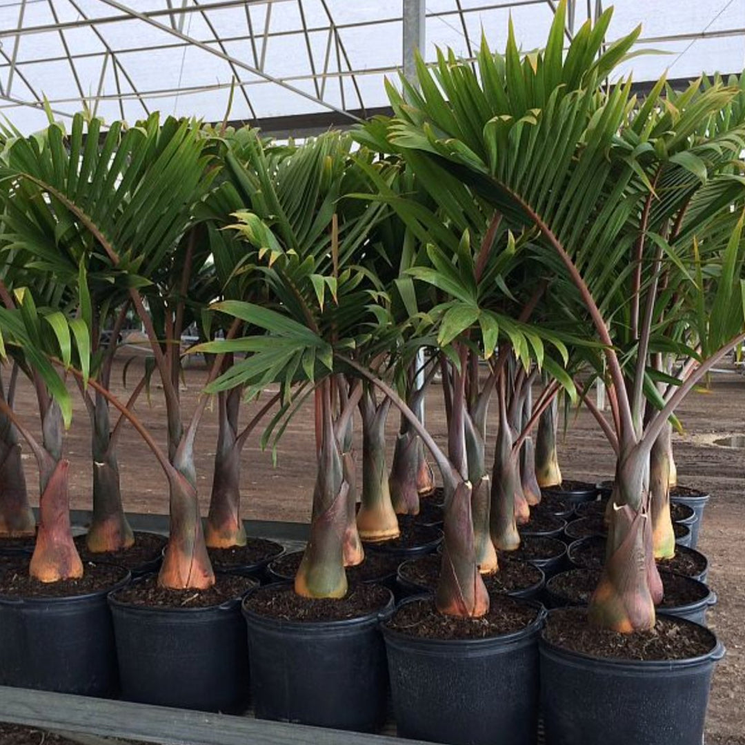 Bottle Palm for Sale Plantology USA