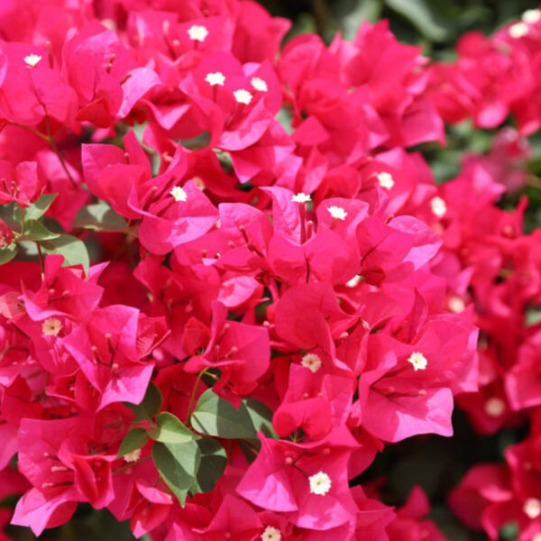 Bougainvillea Bush Barbara Karst (Bougainvillea 'Barbara Karst'