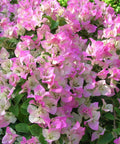 Bougainvillea Bush Pink and White (Bougainvillea 'Pink and White') - PlantologyUSA - 3 Gallon