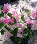 Bougainvillea Bush Pink and White (Bougainvillea 'Pink and White') - PlantologyUSA - 3 Gallon