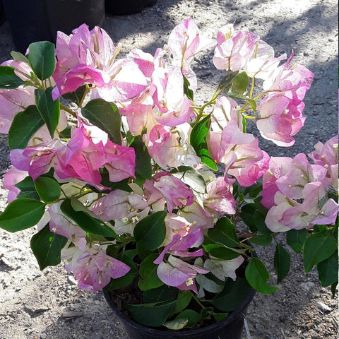 Bougainvillea Bush Pink and White (Bougainvillea 'Pink and White') - PlantologyUSA - 3 Gallon