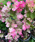 Bougainvillea Bush Pink and White (Bougainvillea 'Pink and White') - PlantologyUSA - 7 Gallon