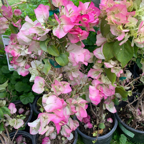 Bougainvillea Bush Pink and White (Bougainvillea 'Pink and White') - PlantologyUSA - 7 Gallon