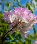 Bougainvillea Bush Pink and White (Bougainvillea 'Pink and White') - PlantologyUSA - 7 Gallon