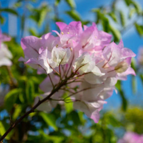 Bougainvillea Bush Pink and White (Bougainvillea 'Pink and White') - PlantologyUSA - 7 Gallon