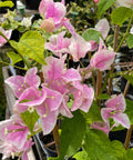 Bougainvillea Bush Pink and White (Bougainvillea 'Pink and White') - PlantologyUSA - 7 Gallon