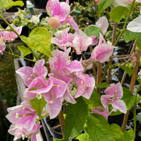 Bougainvillea Bush Pink and White (Bougainvillea 'Pink and White') - PlantologyUSA - 7 Gallon