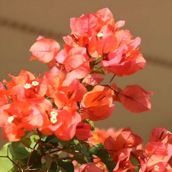 Bougainvillea Bush Sun Down (Bougainvillea 'Sun Down')