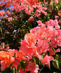 Bougainvillea Bush Sun Down Orange (Bougainvillea 'Sun Down Orange') - PlantologyUSA - 7 Gallon