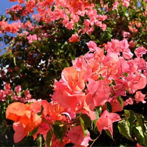 Bougainvillea Bush Sun Down Orange (Bougainvillea 'Sun Down Orange') - PlantologyUSA - 7 Gallon