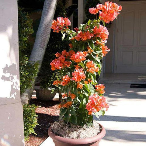 Bougainvillea Bush Sun Down Orange (Bougainvillea 'Sun Down Orange') - PlantologyUSA - 7 Gallon