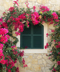 Bougainvillea Trellis Barbara Karst Red (Bougainvillea 'Barbara Karst' (Red)) - PlantologyUSA - 2-3 feet