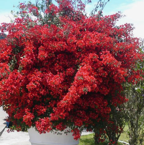Bougainvillea Trellis Barbara Karst Red (Bougainvillea 'Barbara Karst' (Red)) - PlantologyUSA - 2-3 feet